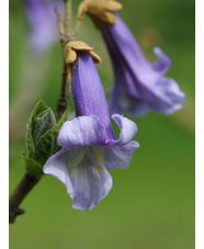 Paulownia tomentosa 