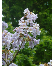 Paulownia tomentosa 