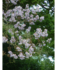 Paulownia tomentosa 