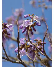 Paulownia tomentosa 