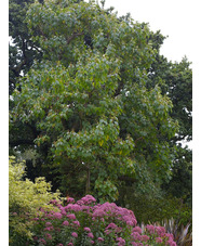 Paulownia tomentosa 