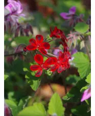 Pelargonium 'Ardens'