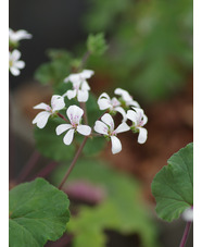 Pelargonium australe