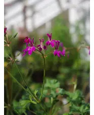 Pelargonium 'Deerwood Lavender Lad'