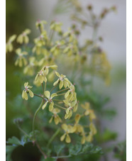 Pelargonium gibbosum