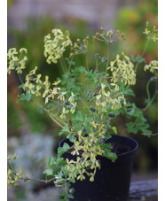 Pelargonium gibbosum