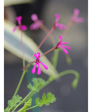 Pelargonium ionidiflorum