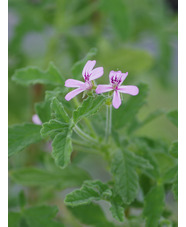 Pelargonium 'Rober's Lemon Rose'