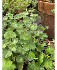 Pelargonium sidoides mid coloured