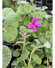 Pelargonium sidoides mid coloured