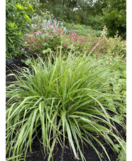 Pennisetum 'Black Beauty'