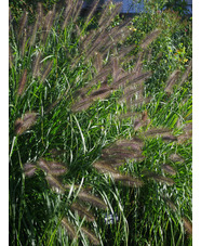 Pennisetum 'Black Beauty'