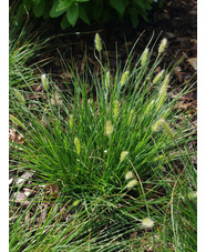 Pennisetum alopecuroides 'Little Bunny'