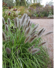 Pennisetum 'Black Beauty'