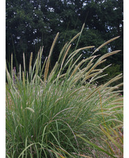 Pennisetum macrourum