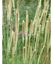 Pennisetum macrourum