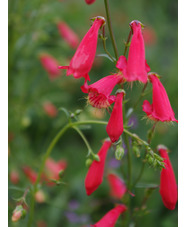 Penstemon barbatus