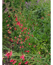 Penstemon barbatus