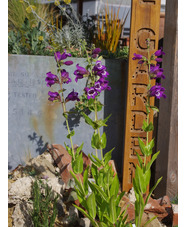 Penstemon cobaea