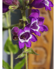 Penstemon cobaea