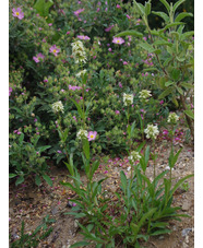 Penstemon confertus