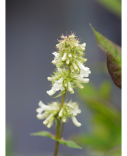 Penstemon confertus