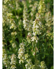 Penstemon confertus