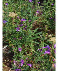 Penstemon heterophyllus 'Catherine de la Mare'