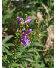 Penstemon heterophyllus 'Catherine de la Mare'