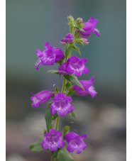 Penstemon hidalgensis