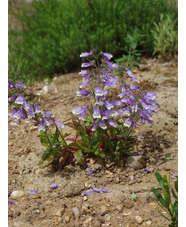 Penstemon hirsutus var. pygmaeus