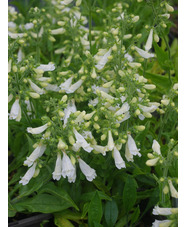 Penstemon hirsutus var. pygmaeus f. albus