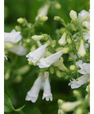 Penstemon hirsutus var. pygmaeus f. albus