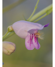 Penstemon palmeri