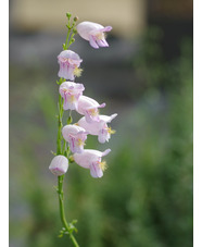 Penstemon palmeri