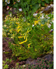 Penstemon pinifolius 'Mersea Yellow'