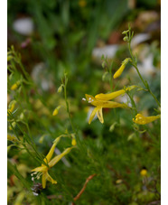 Penstemon pinifolius 'Mersea Yellow'