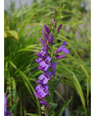 Penstemon venustus