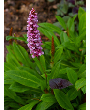 Bistorta affinis 'Darjeeling Red'