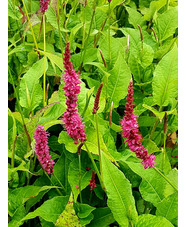 Bistorta amplexicaulis 'Fascination' 