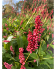 Bistorta amplexicaulis 'Arends Stolz'