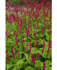 Bistorta amplexicaulis 'Atrosanguinea'