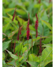 Bistorta amplexicaulis 'Blackfield'