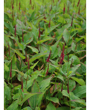 Bistorta amplexicaulis 'Blackfield'