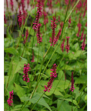 Bistorta amplexicaulis 'Firetail'