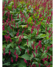 Bistorta amplexicaulis 'Firetail'