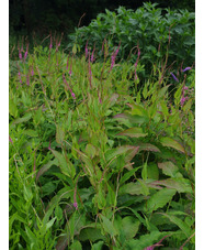 Bistorta amplexicaulis 'Rowden Gem'