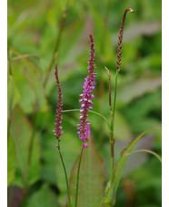 Bistorta amplexicaulis 'Rowden Gem'