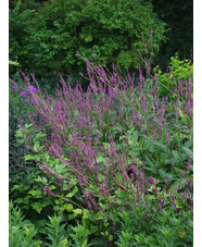 Bistorta amplexicaulis 'Rowden Gem'