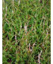 Bistorta amplexicaulis 'White Eastfield' 